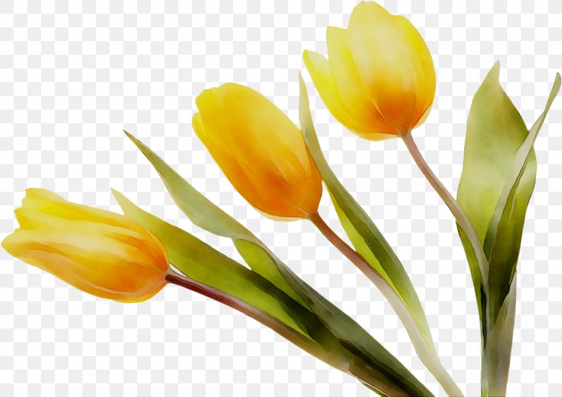 Tulip Yellow Plant Stem Crocus Plants, PNG, 1590x1125px, Tulip, Botany, Bud, Crocus, Cut Flowers Download Free