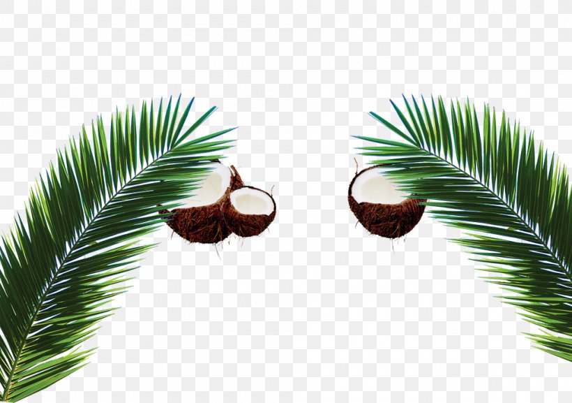 Arecaceae Coconut Milk Leaf, PNG, 1000x704px, Arecaceae, Arecales, Branch, Coconut, Coconut Milk Download Free