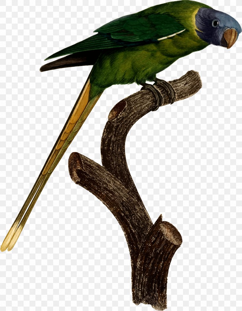 Bird Budgerigar T-shirt True Parrot Parakeet, PNG, 1864x2400px, Bird, Beak, Budgerigar, Cap, Common Pet Parakeet Download Free