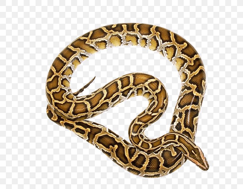 Boa Constrictor Snakes Rattlesnake Vipers Hognose Snake, PNG, 700x636px, Boa Constrictor, Anaconda, Boas, Colubridae, Green Anaconda Download Free