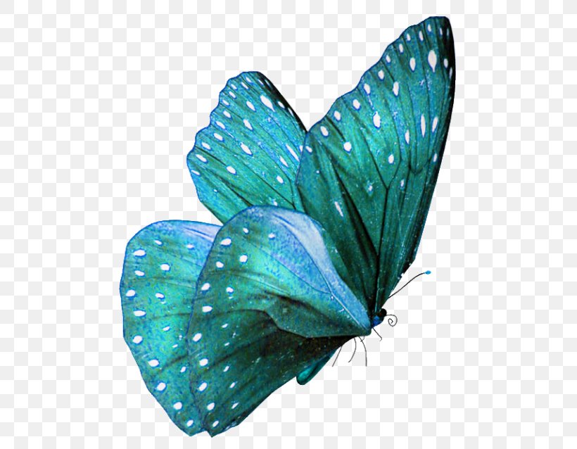 Butterfly Teal Turquoise Color Morpho, PNG, 500x638px, Butterfly, Animal, Aqua, Arthropod, Azure Download Free