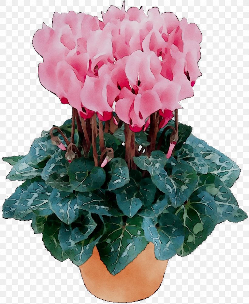 Cyclamen Dahlia Garden Cut Flowers Houseplant, PNG, 1080x1321px, Cyclamen, African Daisies, Annual Plant, Bunnings Warehouse, Cut Flowers Download Free