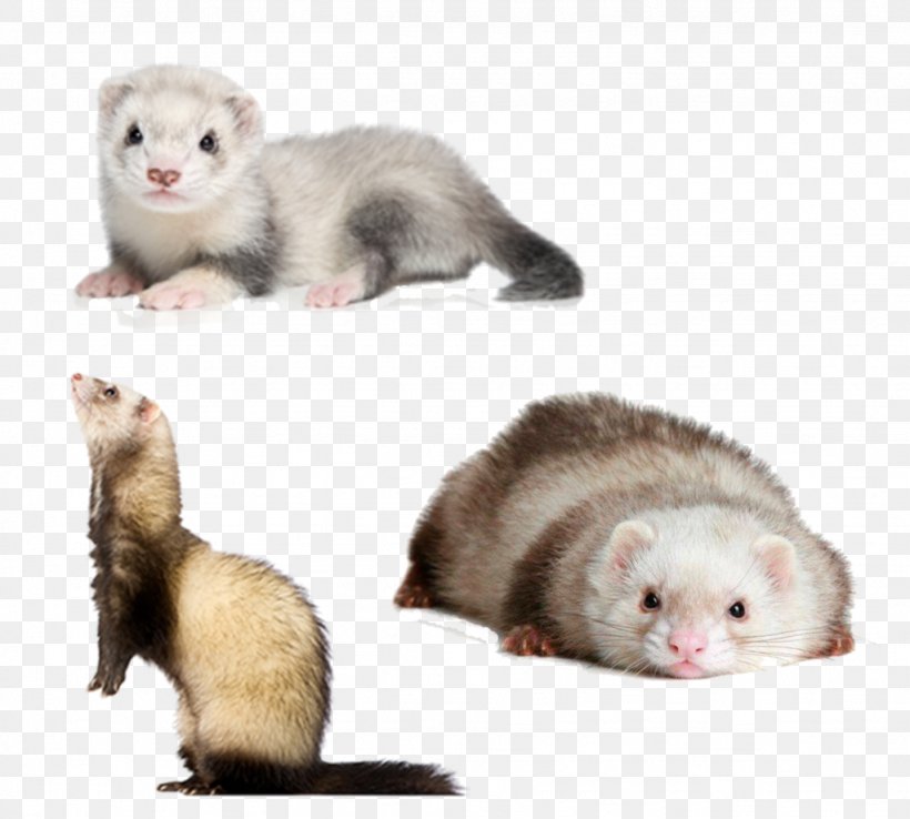 Ferret Dog Cat Pet Shop, PNG, 1024x922px, Ferret, Black Footed Ferret, Blackfooted Ferret, Cage, Carnivoran Download Free