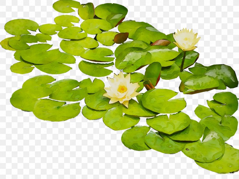 Flower Annual Plant Aquatic Plants, PNG, 1484x1113px, Flower, Annual Plant, Aquatic Plant, Aquatic Plants, Centella Download Free