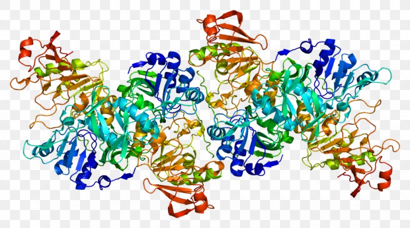 OXCT1 Gene Succinyl-CoA Enzyme Transferase, PNG, 1030x574px, Watercolor, Cartoon, Flower, Frame, Heart Download Free