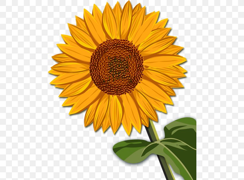 Common Sunflower 2017 International Conference On Computer Vision Clip Art, PNG, 500x606px, Common Sunflower, Business, Daisy Family, Flower, Flowering Plant Download Free