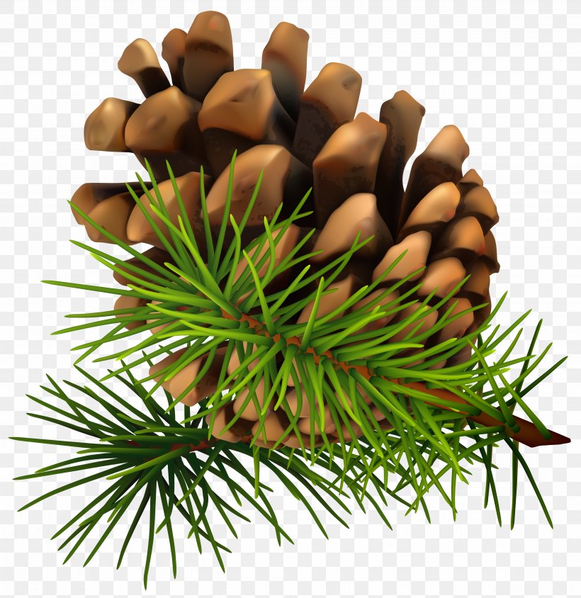 Conifer Cone Pine Clip Art, PNG, 4855x5000px, Christmas, Christmas Card, Christmas Decoration, Christmas Gift, Christmas Ornament Download Free