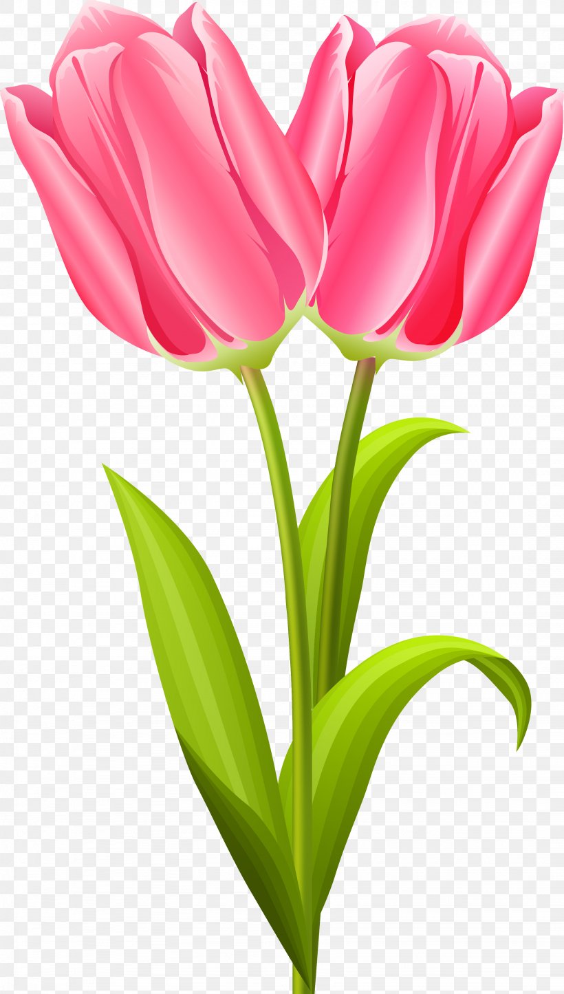 Cut Flowers Tulip Flowering Plant Flower Bouquet, PNG, 3282x5786px, Cut Flowers, Bud, Floristry, Flower, Flower Bouquet Download Free