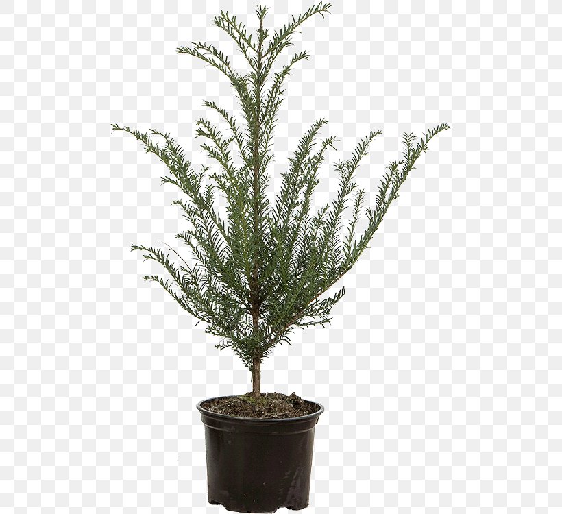 English Yew Spruce Evergreen Flowerpot Fir, PNG, 497x750px, English Yew, Branch, Centimeter, Conifer, Equisetum Download Free