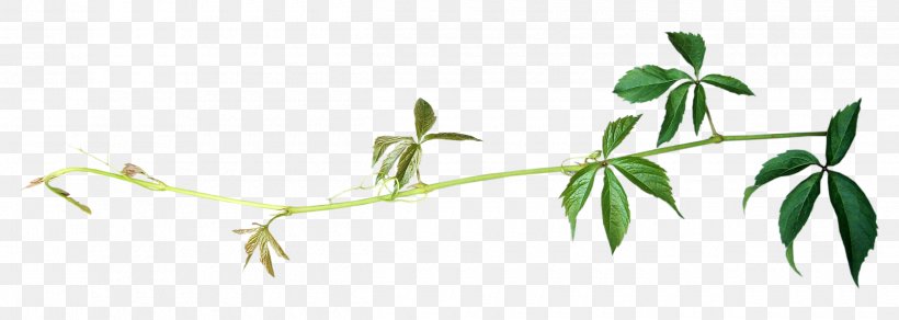 Leaf Plant Stem Painting Green, PNG, 2500x892px, Leaf, Area, Branch, Common Ivy, Flora Download Free
