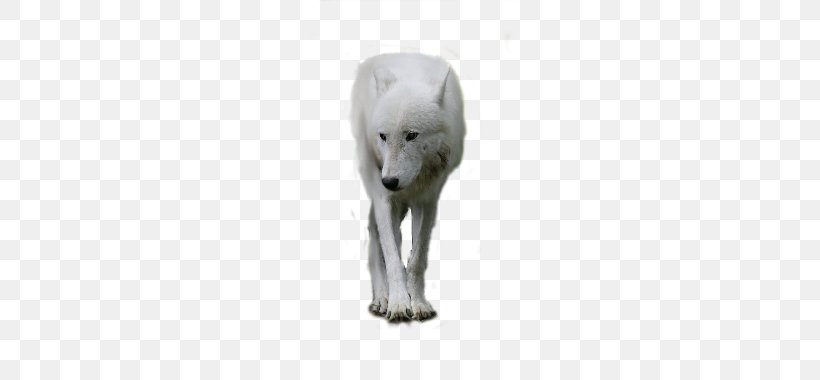 Polar Bear Arctic Wolf Dog Black Wolf Canidae, PNG, 709x380px, Polar Bear, Arctic Wolf, Art, Bear, Black Wolf Download Free