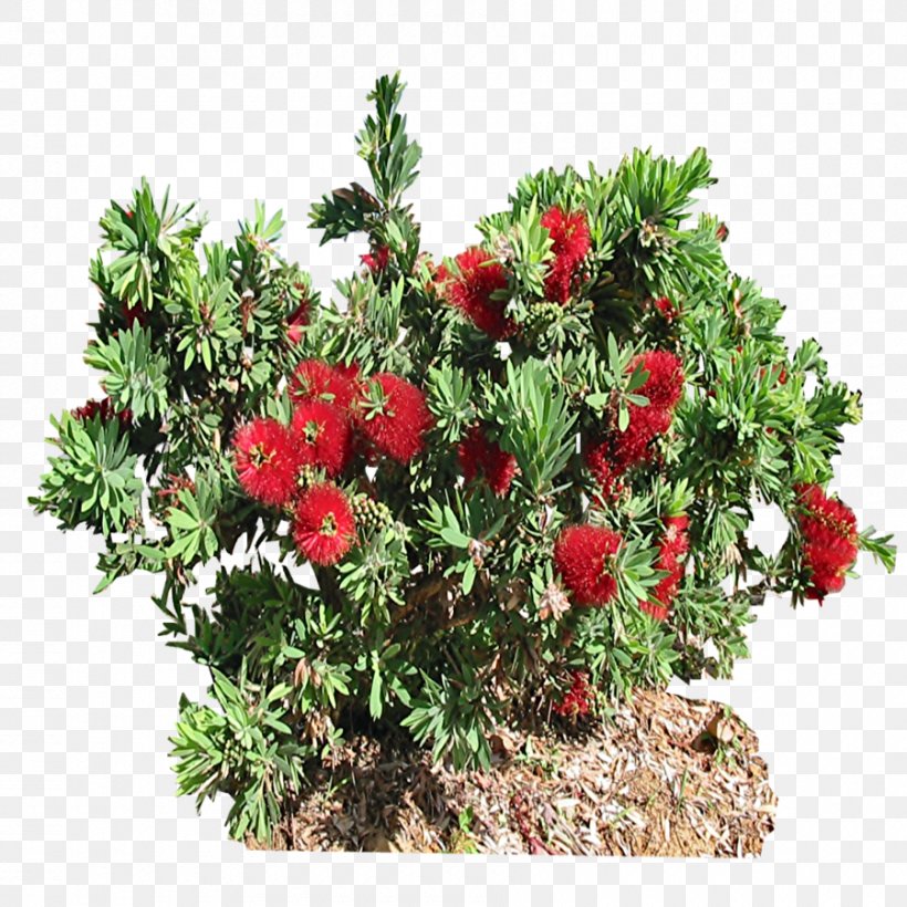 Shrub Burning Bush Callistemon Speciosus, PNG, 900x900px, Shrub, Annual Plant, Bottlebrushes, Burning Bush, Deviantart Download Free