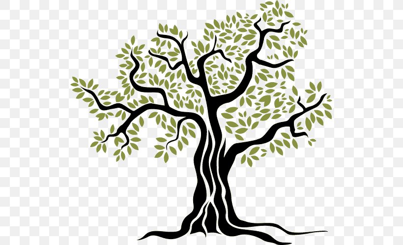 Tree Trunk Drawing, PNG, 533x498px, Olive, Biancolilla, Branch, Drawing, Food Download Free