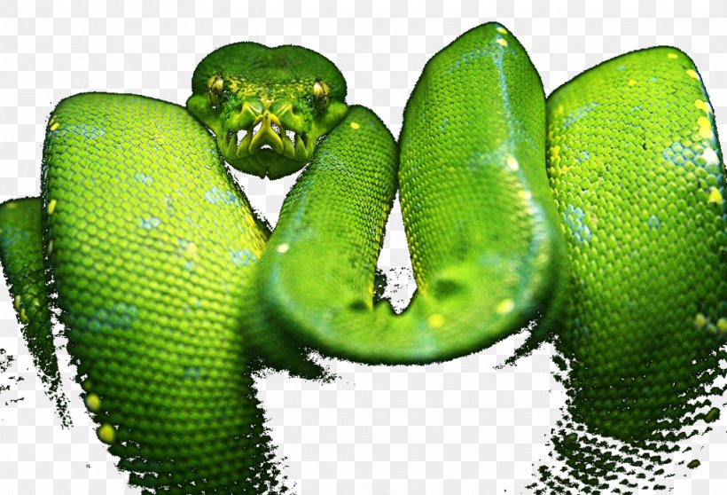 Western Green Mamba Snake Green Tree Python Yellow, PNG, 1027x699px, 2015, Western Green Mamba, Blue, Boas, Color Download Free