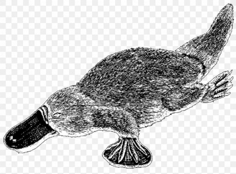 Duck Platypus Sea Turtle Tortoise Beak, PNG, 945x697px, Duck, Anatidae, Beak, Bird, Black And White Download Free