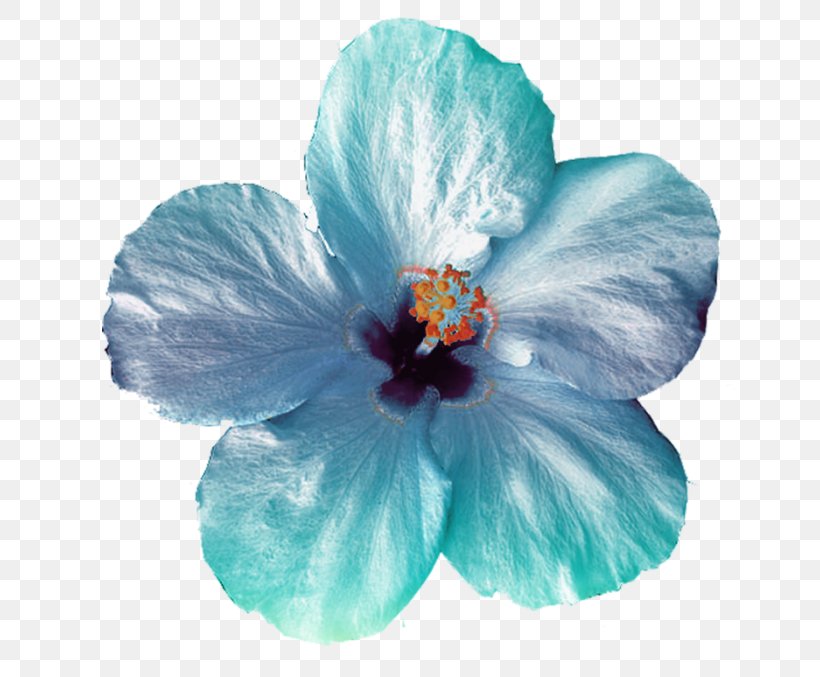 Flower Clip Art, PNG, 700x677px, Flower, Blue, Designer, Flowering Plant, Garden Roses Download Free
