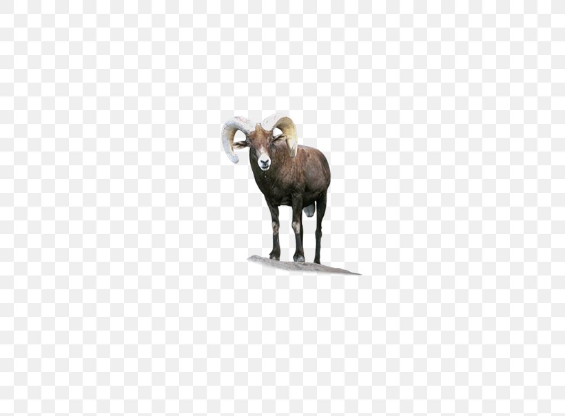 Sheep Random-access Memory Longman Dictionary Of Contemporary English Meaning, PNG, 664x604px, Sheep, Animal, Bighorn Sheep, Cattle Like Mammal, Cow Goat Family Download Free