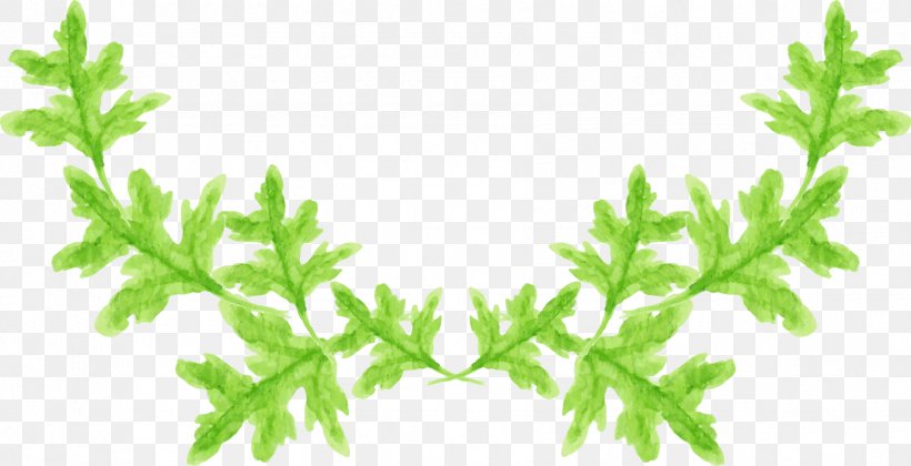 Herbalism Leaf Vegetable Plant Stem, PNG, 1786x916px, Herb, Aquarium, Aquarium Decor, Branch, Grass Download Free