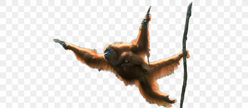 Orangutan Simian Monkey Forest Tree, PNG, 1920x840px, Orangutan, Forest, Great Ape, Monkey, Primate Download Free