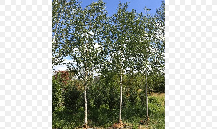 River Birch Tree Oak Shrub Temperate Broadleaf And Mixed Forest, PNG, 650x488px, River Birch, Betulaceae, Biome, Birch, Birch Family Download Free