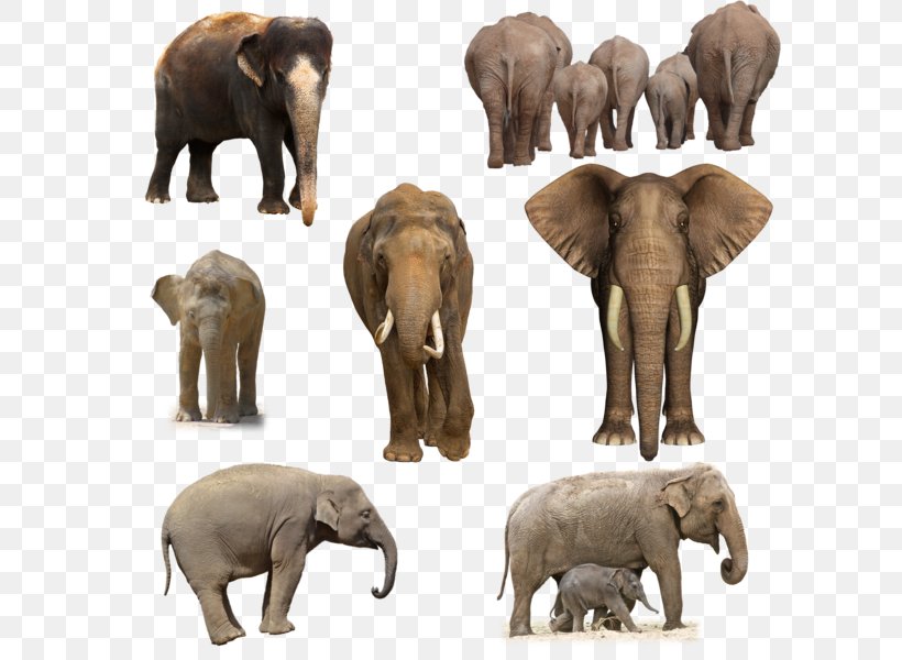 African Elephant Animal Wildlife DeviantArt, PNG, 600x600px, African Elephant, Animal, Art, Cattle Like Mammal, Color Download Free