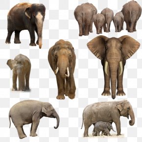 DeviantArt Elephant Clip Art, PNG, 963x830px, African Elephant, Animal ...