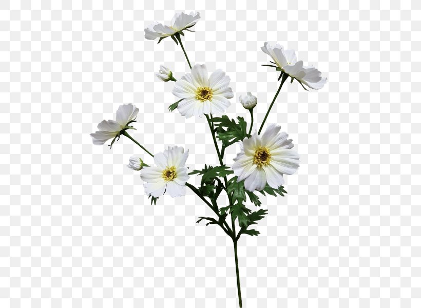 Common Daisy Oxeye Daisy Roman Chamomile Cut Flowers Petal, PNG, 800x600px, Common Daisy, Chamaemelum Nobile, Chamomiles, Cut Flowers, Daisy Download Free