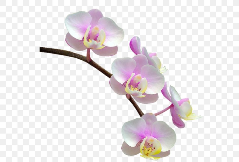 Phalaenopsis Equestris Orchids Flower, PNG, 586x558px, Phalaenopsis Equestris, Cuttlefish, Flower, Flowering Plant, Moth Orchid Download Free