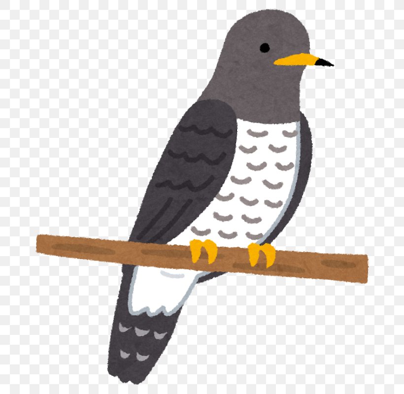 The Pillow Book Bird Lesser Cuckoo Common Cuckoo Blog, PNG, 726x800px, Pillow Book, Beak, Bird, Bird Of Prey, Blog Download Free