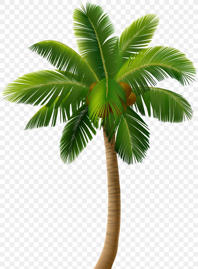 Vector Graphics Clip Art Illustration Drawing, PNG, 3690x5000px, Drawing, Arecales, Borassus Flabellifer, Coconut, Date Palm Download Free