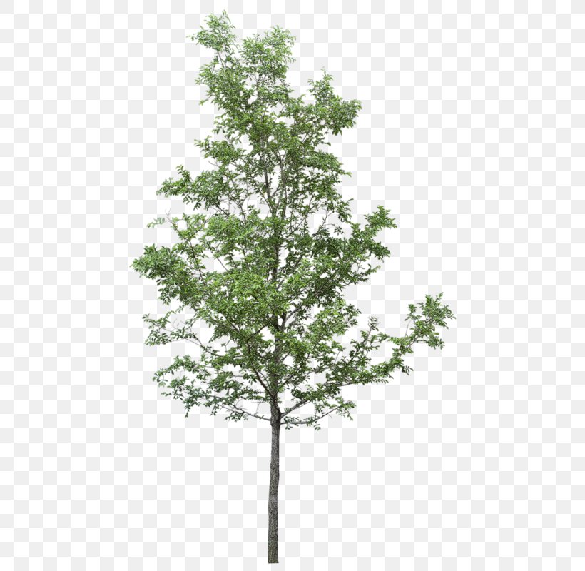 Clip Art Tree Transparency Image, PNG, 466x800px, Tree, American Larch, Branch, Canoe Birch, Evergreen Download Free