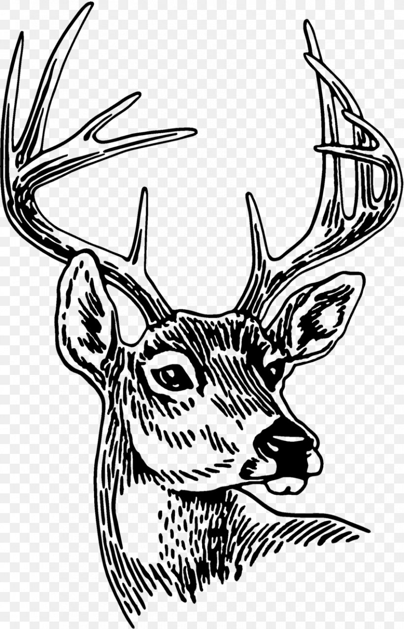 Red Deer Antler, PNG, 850x1322px, Deer, Antler, Art, Black And White, Drawing Download Free