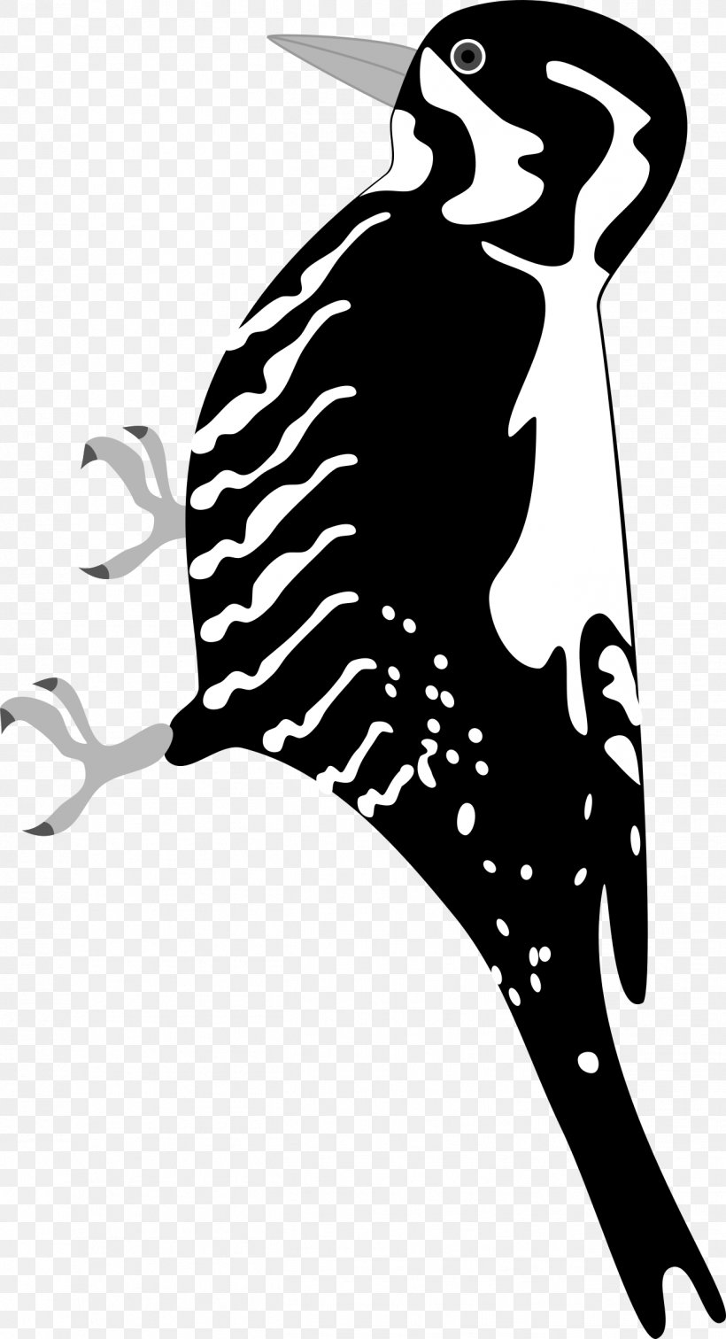 Woodpecker Bird Clip Art, PNG, 1301x2400px, Woodpecker, Art, Bird, Black And White, Eurasian Threetoed Woodpecker Download Free