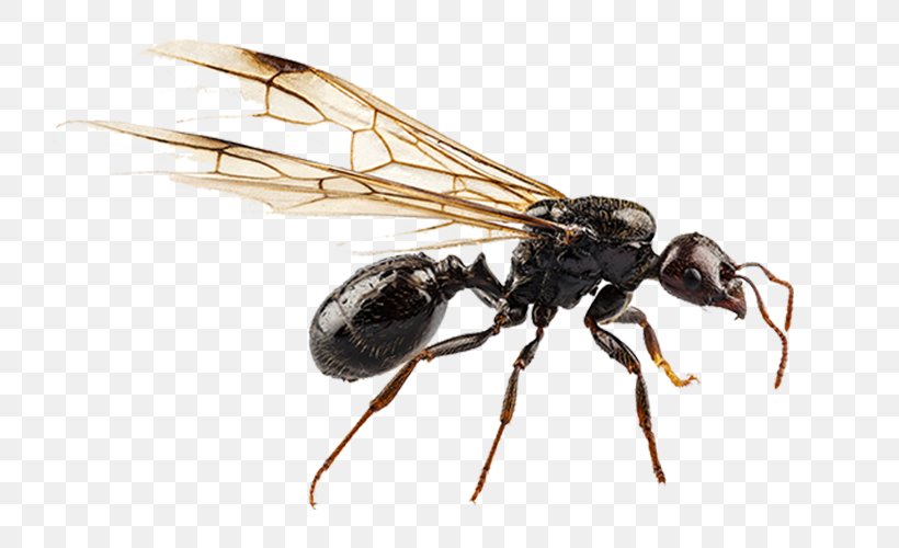 Black Garden Ant Nuptial Flight Pterygota Termite, PNG, 750x500px, Ant, Arthropod, Black Garden Ant, Carpenter Ant, Fly Download Free