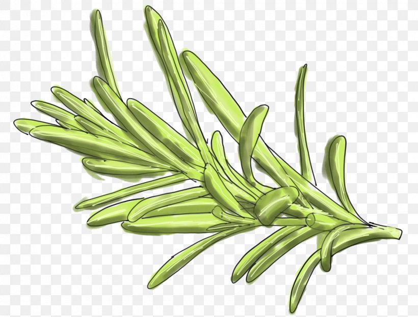 Green Bean Food Herb Rosemary Bittering Agent, PNG, 1545x1175px, Green Bean, Bittering Agent, Camellia Sinensis, Commodity, Fennel Download Free