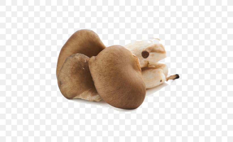 Oyster Mushroom Common Mushroom Pleurotus Pulmonarius, PNG, 500x500px, Oyster Mushroom, Agaricus, Common Mushroom, Data Compression, Dog Like Mammal Download Free