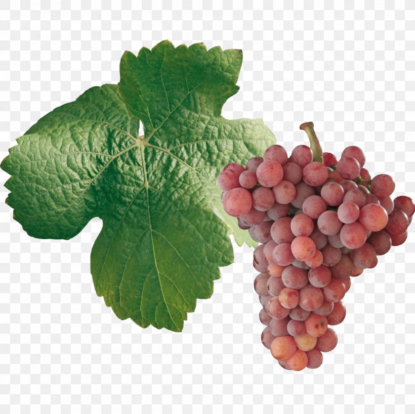 Sultana Gewürztraminer Savagnin Wine Pinot Noir, PNG, 1600x1600px, Sultana, Common Grape Vine, Food, Fruit, Grape Download Free