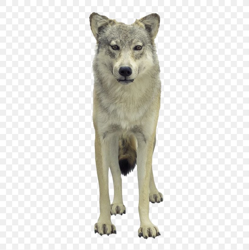 Tundra Wolf Puppy Loup, PNG, 680x821px, Tundra Wolf, Canis Lupus Tundrarum, Carnivoran, Coyote, Czechoslovakian Wolfdog Download Free