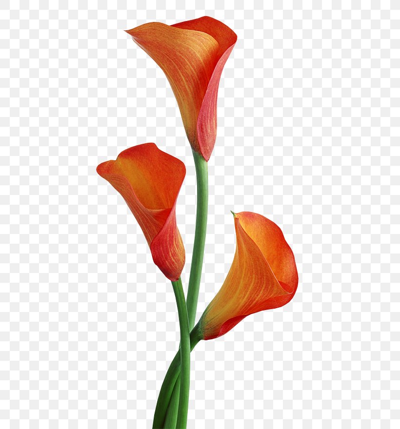 Arum-lily Flower, PNG, 500x880px, Arumlily, Alismatales, Arum, Arum Family, Arum Lilies Download Free