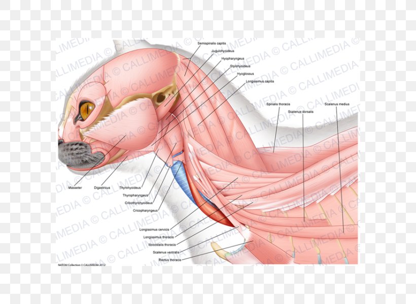 Ischiocavernosus Muscle Neck Thumb Anatomy, PNG, 600x600px, Watercolor, Cartoon, Flower, Frame, Heart Download Free