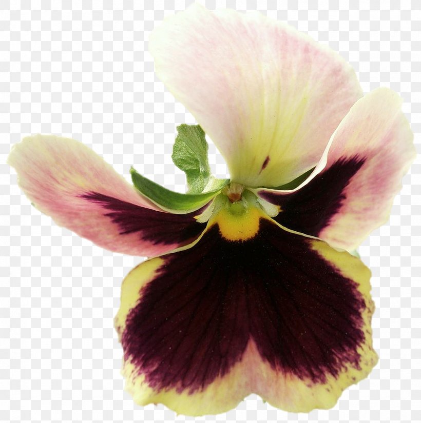 Pansy, PNG, 1047x1054px, Pansy, Flower, Flowering Plant, Magenta, Petal Download Free