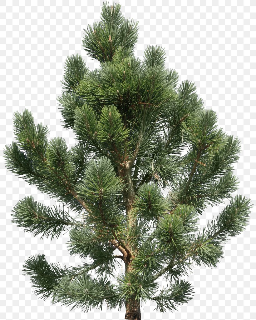 Pine Tree Fir Clip Art, PNG, 806x1024px, Pine, Biome, Branch, Christmas Tree, Conifer Download Free