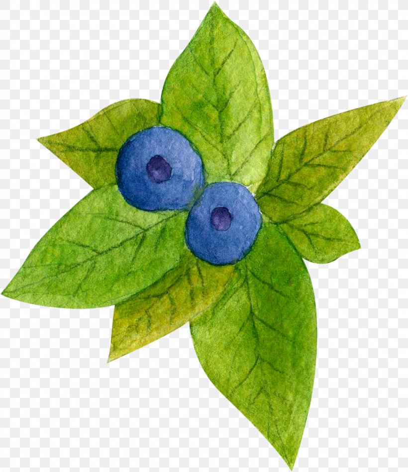 Blueberry Tea, PNG, 1591x1842px, Blueberry, Cake, Drawing, Flower, Fruit Download Free