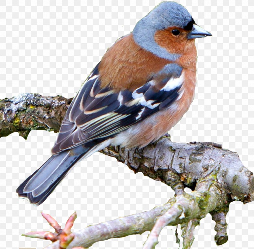 Brambling Common Nightingale Bird Common Chaffinch House Sparrow, PNG, 932x915px, Brambling, Animal, Beak, Bird, Bird Feeders Download Free