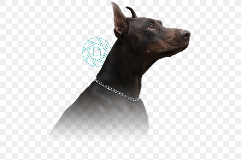 Dobermann Manchester Terrier Information Security Regulatory Compliance, PNG, 521x544px, Dobermann, Carnivoran, Collar, Computer Security, Dog Download Free