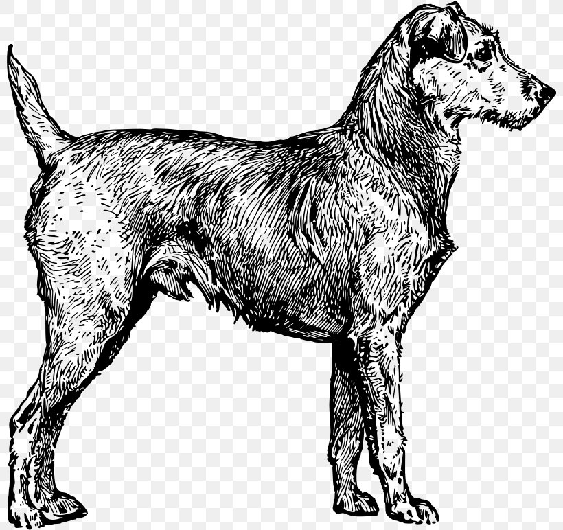 Irish Wolfhound Irish Terrier Ireland Clip Art, PNG, 800x772px, Irish Wolfhound, Ancient Dog Breeds, Animal, Black And White, Breed Download Free