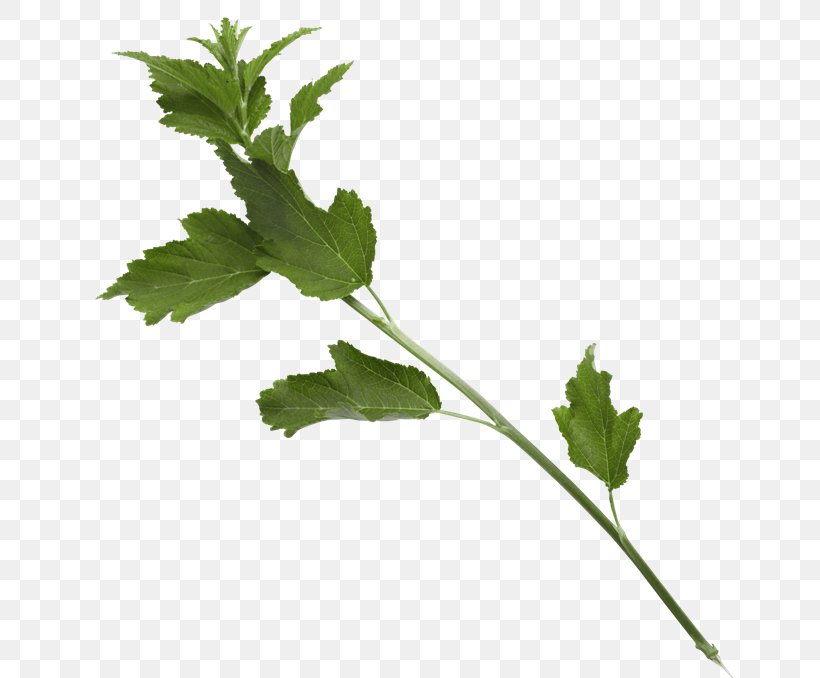 Leaf Branch, PNG, 650x678px, Parsley, Annual Plant, Branch, Celery, Chinese Celery Download Free
