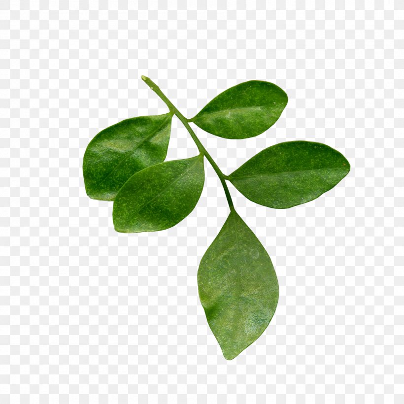 Leaf Tea Plant Stem Branch, PNG, 1800x1800px, Leaf, Auglis, Botany, Branch, Herbal Tea Download Free