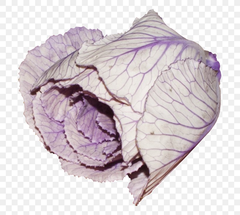 Vegetable Purple Red Cabbage, PNG, 755x733px, Vegetable, Albom, Blue, Cabbage, Eggplant Download Free