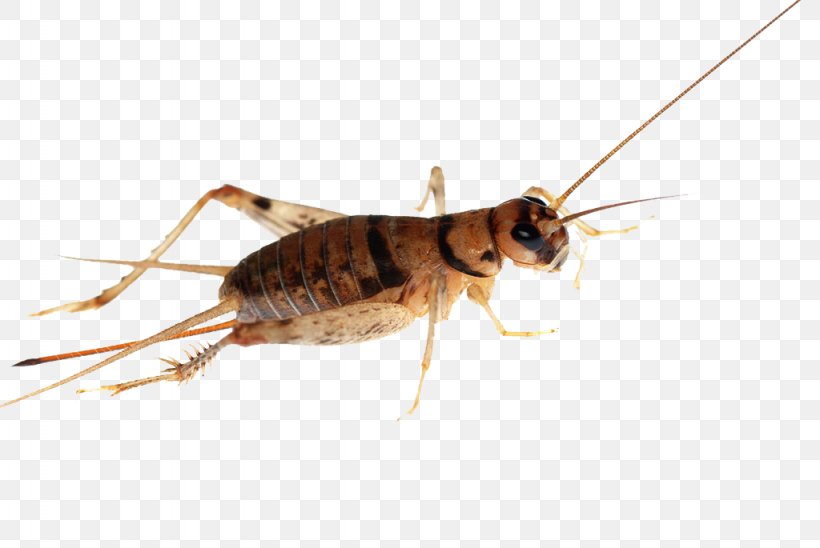 Cricket Insect Cockroach, PNG, 1024x685px, Cricket, Alamy, Arthropod, Bush Crickets, Cave Crickets Download Free